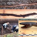 Radinys Suomijos pelkėse mokslininkus paliko be žado: po durpių sluoksniu – 4400 metų išsilaikiusi gyvatės formos šamano lazda