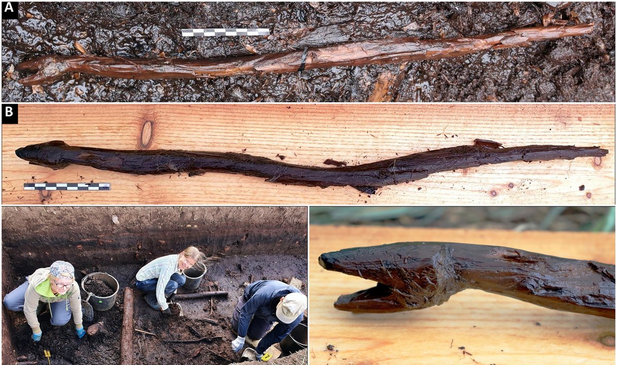 4400 metų išsilaikiusi medinė gyvatės formos lazda aptikta Suomijos pietvakariuose esančiame pelkyne / S. Koivisto nuotr.