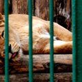 Tigrų, liūtų ar leopardų Lietuvoje neįsigysi net už milijardą
