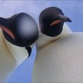 Antarktidoje aptikę vaizdo kamerą pingvinai pasidarė asmenukę