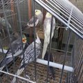 Gulbės giesmė: Paryžiuje uždaromas istorinis paukščių turgus