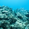 Jūros dugne atrasti gyviai, galintys išgyventi be deguonies