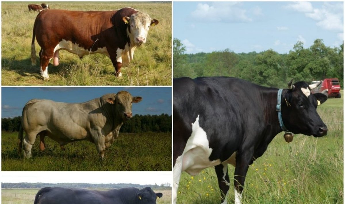 Pieninė karvė (dešinėje) ir mėsiniai buliai (nuo viršaus) herefordų, šarolė, aberdinų angusų veislės
