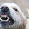 Tyrimas parodė: šunys gali būti agresyvūs dėl daugybės priežasčių ir viena iš jų esate jūs