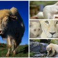 Keisčiausi gyvūnijos pasaulio albinosai: nuo balto juodojo lokio iki žydraakės voverės