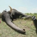 Sekimas iš palydovo – paskutinė viltis išsaugoti dramblius Pietų Sudane