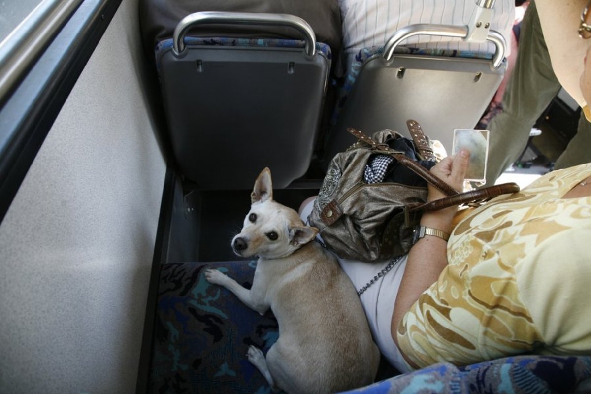 Можно в электричку с собакой. Собака в поезде. Собака транспорт. Собака в самолете. Вагоны для пассажиров с животными.