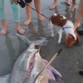 Neįtikėtina: peiliu subadė ryklį ir ištraukęs mažuosius ryklius paleido į vandenį