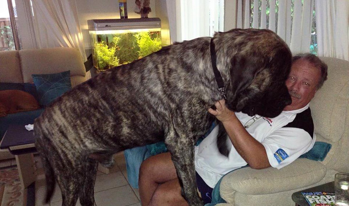 Šuo milžinas