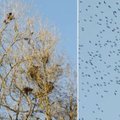 Nykstantys kovarniai jau suka lizdus: paukščius trikdyti draudžiama