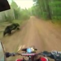 Vaizdo įrašas: Rusijos motociklininkai vos neįsirėžė į lokį