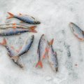 Žvejai reikalauja trečdaliu daugiau pinigų įžuvinimui
