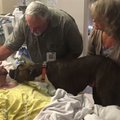 Jaudinanti akimirka: ligoninėje šuo atsisveikino su mirštančiu šeimininku