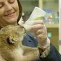 San Diego zoologijos sodo liūtukai jau demonstruoja laukinę prigimtį
