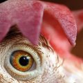 Kai kuriose Europos dalyse išaugo paukščių gripo grėsmė