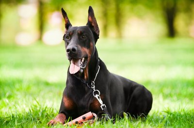 Dobermanas
