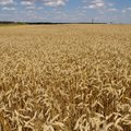 В ФРГ фермеры подали в суд на правительство из-за потепления климата