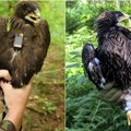Орнитологи приглашают проводить улетающих птиц и придумать имена подорликам