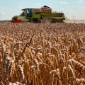 Latvijos grūdų derlius 2021-aisiais – 14 proc. kuklesnis