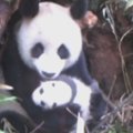 Pirmasis kartas: nufilmuotas laisvėje gyvenantis pandos jauniklis