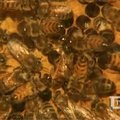 Britai susirūpino bičių kolonijų ateitimi