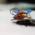 Robotizuoti tarakonai – paieškų ir gelbėjimo misijų ateitis