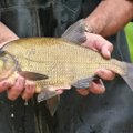 Šiuose vandens telkiniuose sugautus karšius reikės nedelsiant paleisti