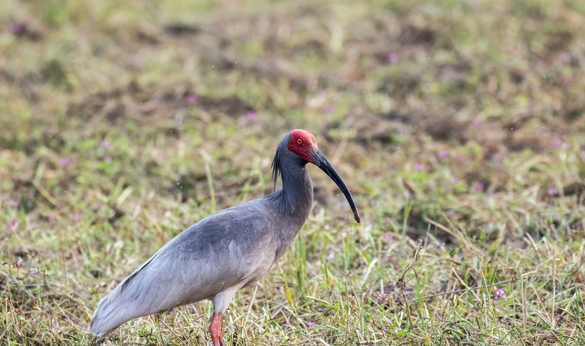 Japoninis kuoduotasis ibis 