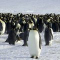 Pingvinų „surašymas“ Antarktidoje atliktas iš palydovų