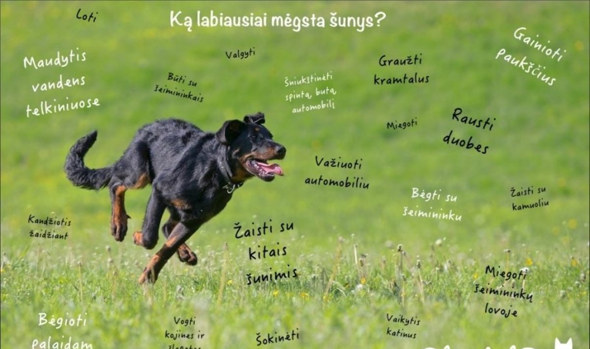 Ką labiausiai mėgsta jūsų šuo?/ Educated Dog nuotr.
