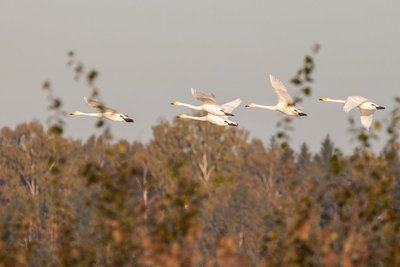 Paukščių palydos. Artūro Žuko nuotrauka