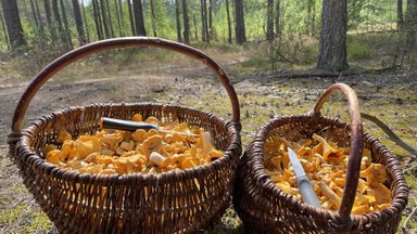 Miško gėrybės turguje – grybų ir uogų kainos