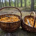 Miško gėrybės turguje – grybų ir uogų kainos