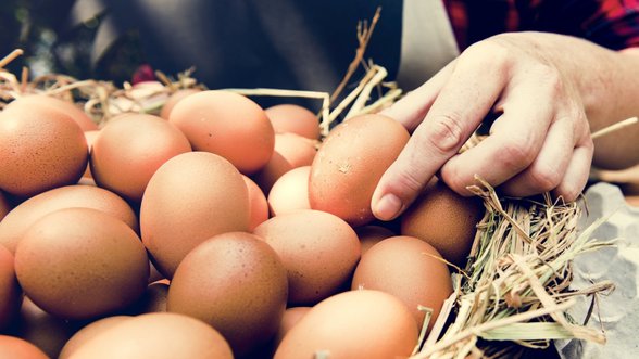 Po pienininkų pinigų iš valstybės paprašė kiaušinių gamintojai
