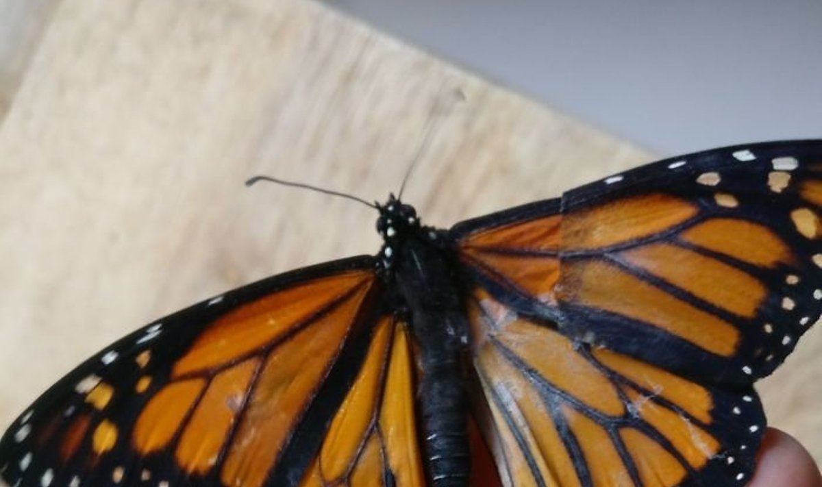 Monarcho drugeliui deformuotu sparnu moteris parūpino naują sparną