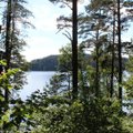 Paskaičiavo, kiek Lietuvos teritorijos užima miškai: beveik perpus mažiau nei Suomijoje