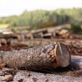 Navickas pristatė planus dėl miškų kirtimo: pokyčiai palies ir privačius miškininkus