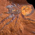 Dykynėje aptiktos fosilijos nustebino net visko mačiusius mokslininkus: sunku patikėti, kad čia knibždėjo tokie gyviai