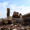 Sektoriaus paralyžius – medienos niekam nereikia, dėl kritusių kainų kaltina valstybę ir ūkininkus