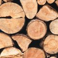Pradedami aukcionai, kuriuose spręsis ateinančių metų medienos kaina