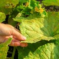 Kodėl agurkų lapai gelsta ir džiūsta ir ką dėl to daryti