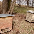 Ilgapirščių akiratyje – bičių aviliai