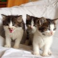 Radęs penkis kačiukus, atsimušė į prieglaudų duris: laimė, jie dar nesupranta, kad yra nereikalingi šiam pasauliui