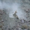 Mirtis iš niekur: pirmą kartą įamžinta, kaip medžioja „pilkasis Himalajų kalnų vaiduoklis“