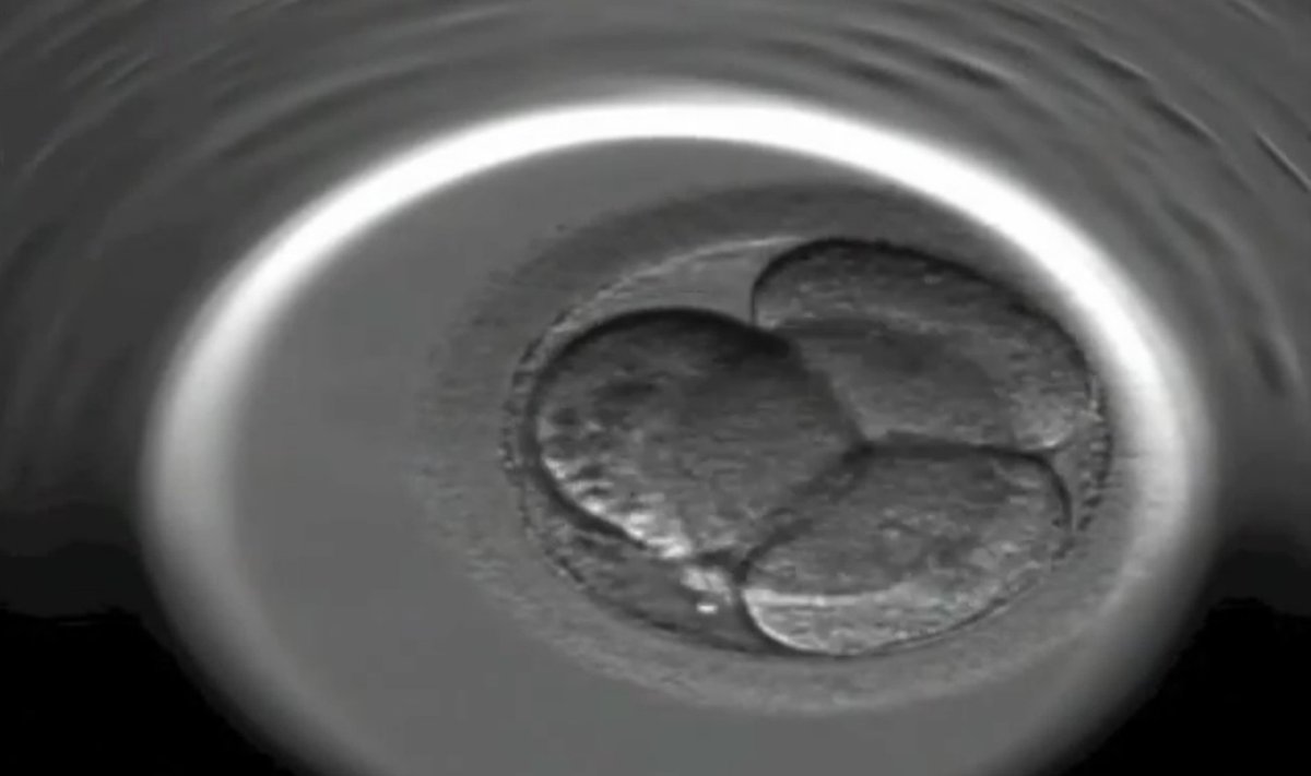 Embrionas