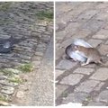 Kvapą gniaužiančios grumtynės: miesto centre žiurkė doroja balandį