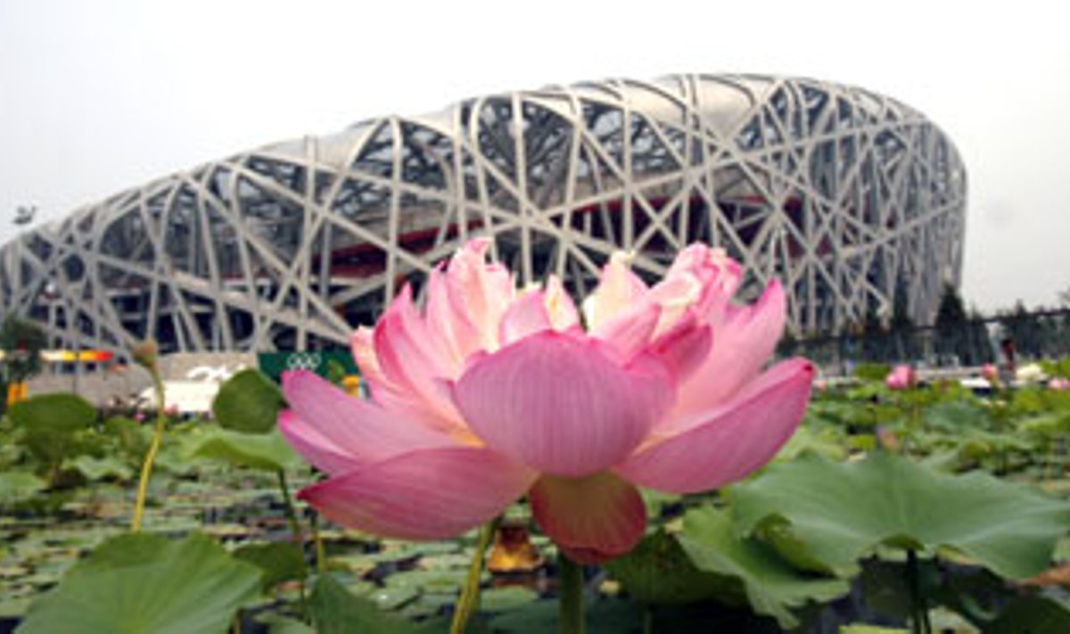 Gėlės žiedas. Tolumoje -  Pekino olimpinis stadionas „Paukščių lizdas“. 