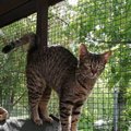 Egzotiškos išvaizdos katei Parku ieškomos namų džiunglės