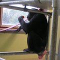 M.Zobovas: padarysiu viską, kad susigrąžinčiau šimpanzę Reginą