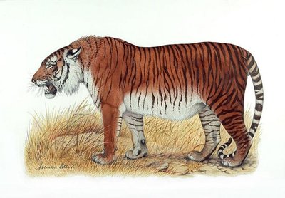 Kaspijos tigras